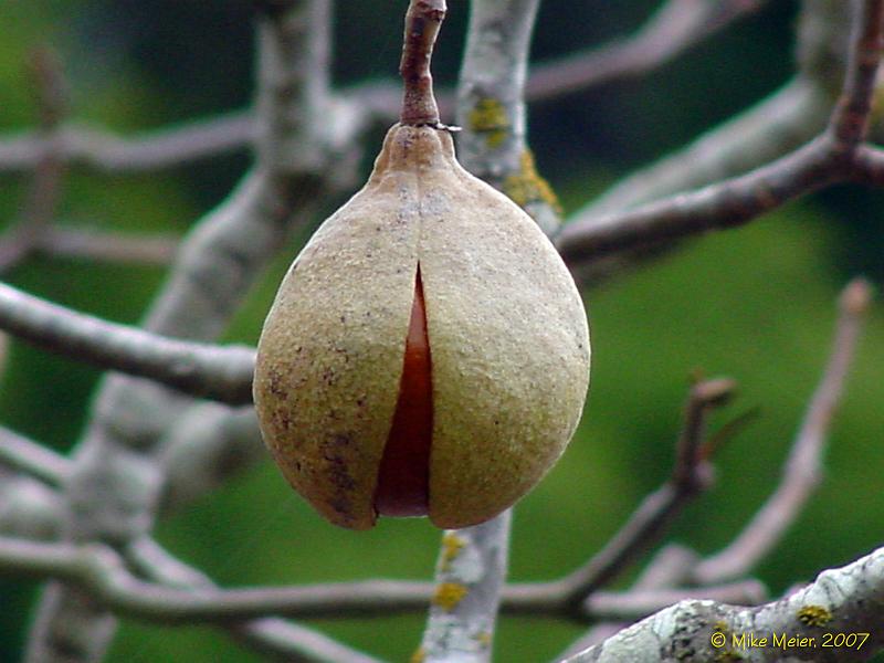 California-2006-11.jpg - Horse Chestnut
