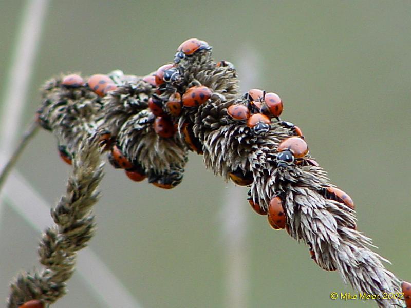 California-2006-14.jpg - Lady Bug Festival