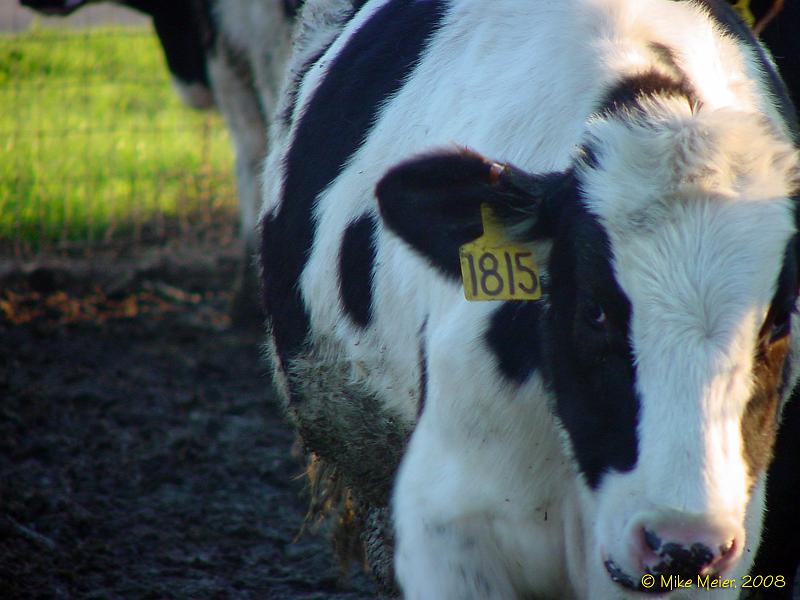 Davis-2000-01.JPG - Campus Cows
