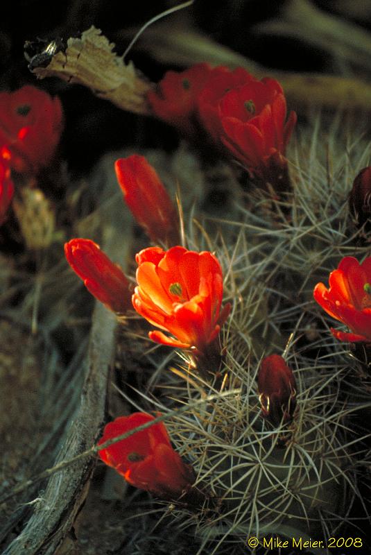 JTree-1999-173.jpg - Beavertail Cactus blooms