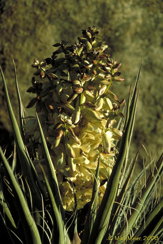 JTree-1999-197.jpg - Yucca Flower