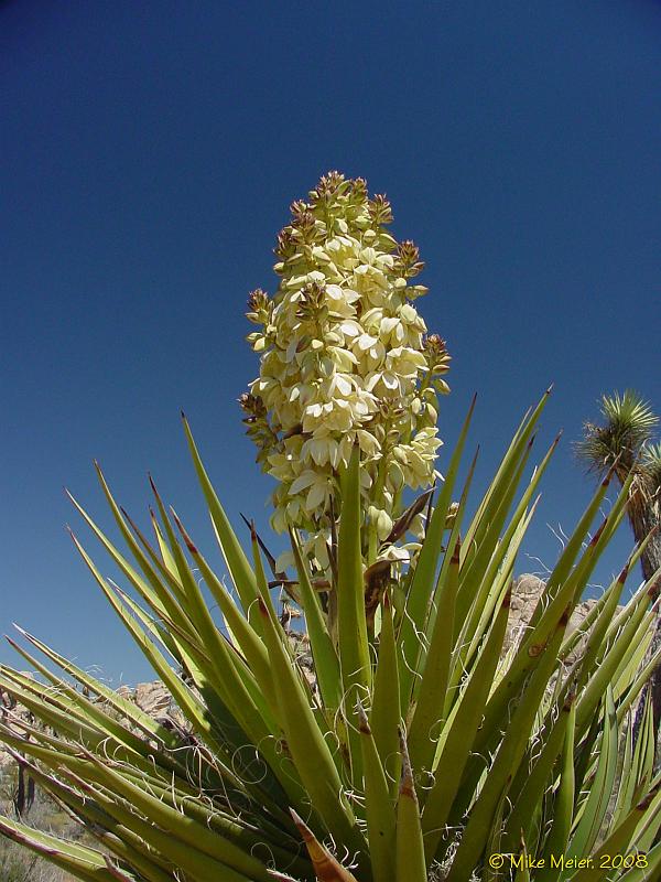 JTree-2004-03.jpg - Yucca