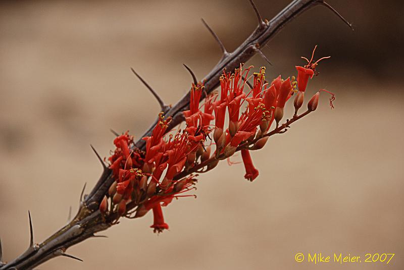 JTree-2007-03.jpg - Ocotillo Flower