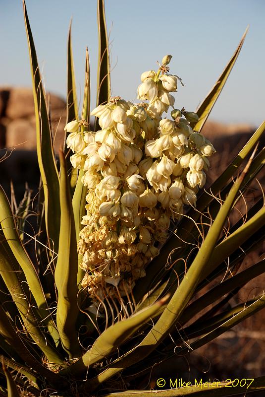 JTree-2007-05.jpg - Yucca