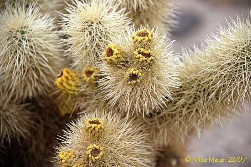 JTree-2007-06.jpg - Cholla Cactus