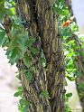 JTree-2004-01
