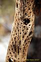 JTree-2007-02