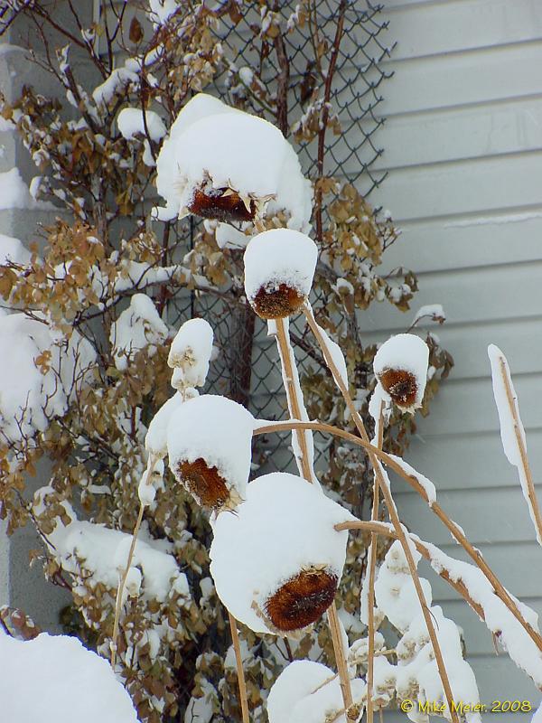 MonoLake-2004-30.jpg - Snow Flowers