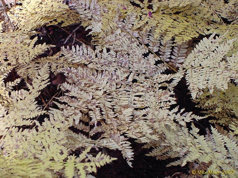 Tioga2006-07.jpg - October ferns