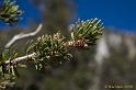 WhiteMtn-2007-01
