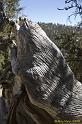 WhiteMtn-2007-05
