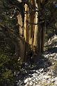 WhiteMtn-2007-07